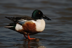 David Plant Photography - Wildlife Photography - Shoveler - P